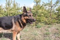 Dog german shepherd in a spring day Royalty Free Stock Photo