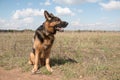 Dog german shepherd in a spring day Royalty Free Stock Photo