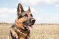 Dog german shepherd in a spring day Royalty Free Stock Photo