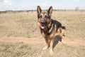 Dog german shepherd in a spring day Royalty Free Stock Photo