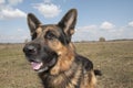 Dog german shepherd in a spring day Royalty Free Stock Photo