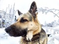 Dog German Shepherd in a winter day and white snow arround. Waiting eastern European dog veo and white snow
