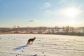 Dog German Shepherd in a winter field with snow in cold day with sun Royalty Free Stock Photo