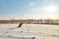 Dog German Shepherd in a winter field with snow in cold day with sun Royalty Free Stock Photo