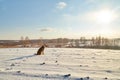 Dog German Shepherd in a winter field with snow in cold day with sun Royalty Free Stock Photo