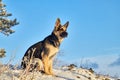 Dog German Shepherd in a winter forest with snow and sun during sunset on sunrise in cold day with sun Royalty Free Stock Photo