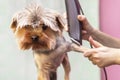 Dog gets hair cut at Pet Spa Grooming Salon. Closeup of Dog. Royalty Free Stock Photo