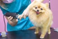 Dog gets hair cut at Pet Spa Grooming Salon. Closeup of Dog.