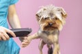 Dog gets hair cut at Pet Spa Grooming Salon. Closeup of Dog.