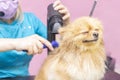 Dog gets hair cut at Pet Spa Grooming Salon. Closeup of Dog. Royalty Free Stock Photo