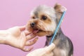 Dog gets hair cut at Pet Spa Grooming Salon. Closeup of Dog. Royalty Free Stock Photo