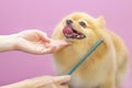 Dog gets hair cut at Pet Spa Grooming Salon. Closeup of Dog.