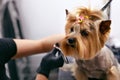 Dog Gets Hair Cut At Pet Spa Grooming Salon. Closeup Of Dog Royalty Free Stock Photo