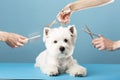 Dog gets hair cut at Pet Spa Grooming Salon. Closeup of Dog. the dog has a haircut. comb the hair, groomer concept Royalty Free Stock Photo