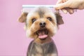 Dog gets hair cut at Pet Spa Grooming Salon. Closeup of Dog. the dog has a haircut. comb the hair. pink background. Royalty Free Stock Photo