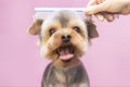 Dog gets hair cut at Pet Spa Grooming Salon. Closeup of Dog. the dog has a haircut. comb the hair. pink background.