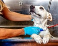 Dog Getting a Bath by Groomer