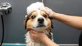 Dog getting a bath with shampoo and water Royalty Free Stock Photo