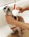 Dog getting bathed Royalty Free Stock Photo