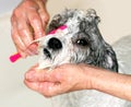 Dog getting bathed