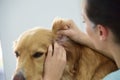 Dog getting a check-up at veterinarian's office