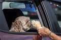 Dog getting some icecream in the car Royalty Free Stock Photo