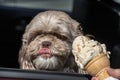 Dog getting some icecream in the car Royalty Free Stock Photo