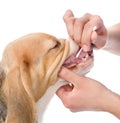 Dog getting teeth examined by veterinarian
