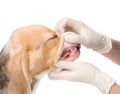 Dog getting teeth examined by veterinarian. isolated