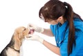 Dog getting teeth examined by veterinarian. isolated on white