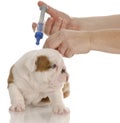 Dog getting vaccinated Royalty Free Stock Photo