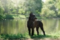 Dog Giant Schnauzer Royalty Free Stock Photo