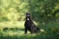 Dog Giant Schnauzer Royalty Free Stock Photo