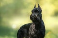 Dog Giant Schnauzer Royalty Free Stock Photo