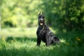 Dog Giant Schnauzer Royalty Free Stock Photo