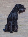 Dog Giant Schnauzer at the show Royalty Free Stock Photo