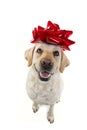 DOG GIFT. LABRADOR WITH A BIG RED BOW ON HEAD. PUPPY OR PET PRESENT FOR CHRISTMAS OR BIRTHDAY CONCEPT. ISOLTED SHOT AGAINST Royalty Free Stock Photo