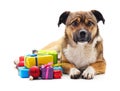 Dog with a gifts Royalty Free Stock Photo