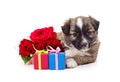 Dog with gifts and roses Royalty Free Stock Photo