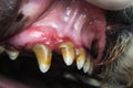 Dog with gingivitis and teeth with tartar