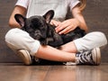 Dog on the girl's lap. Black puppy, purebred french bulldog Royalty Free Stock Photo