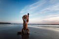 The dog gives his paw. A pet on the sea, a vacation and a healthy lifestyle Royalty Free Stock Photo