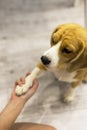 Dog gives human paw. Friendship between man and dog. Royalty Free Stock Photo