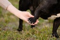 Dog gives its owner paw while walking on street, close-up. Owner teaches French bulldog tricks.Concept of training Royalty Free Stock Photo