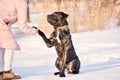 the dog gives a paw to the owner. dog commands. dog training Royalty Free Stock Photo