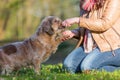 Dog gives a woman the paw Royalty Free Stock Photo