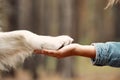 Dog is giving paw to the woman. Dog& x27;s paw in human& x27;s hand. Domestic pet Royalty Free Stock Photo