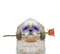 Dog in glasses holding a rose in his mouth -- on white Royalty Free Stock Photo