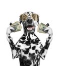 Dog in glasses holds in its paws a lot of money Royalty Free Stock Photo