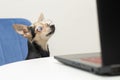 dog with glasses with laptop, smart pet, online pet shop, training and education Royalty Free Stock Photo